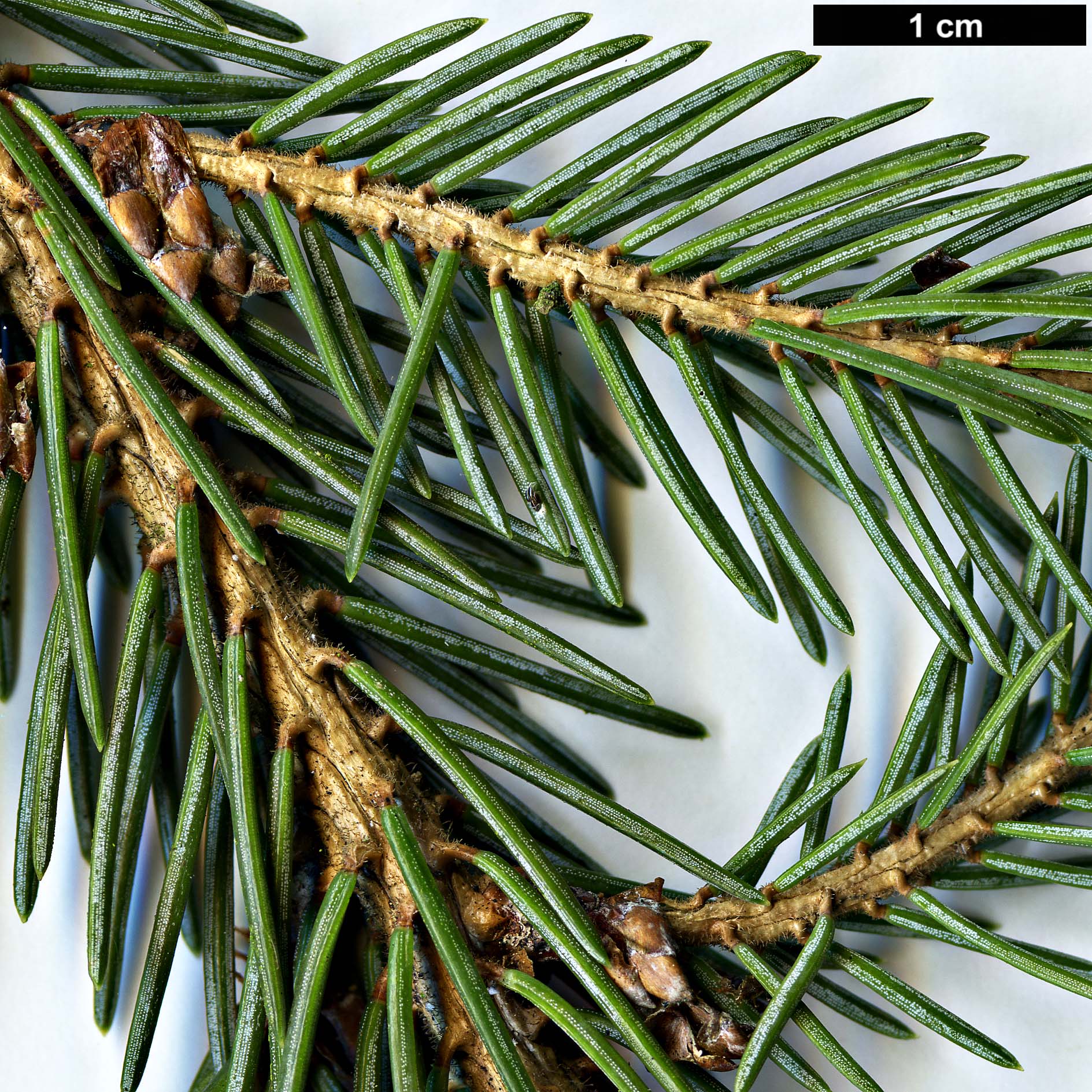 High resolution image: Family: Pinaceae - Genus: Picea - Taxon: likiangensis - SpeciesSub: var. rubescens